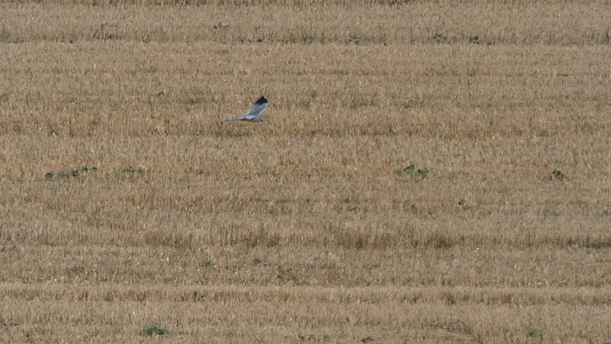 Montagu's Harrier - ML641863983