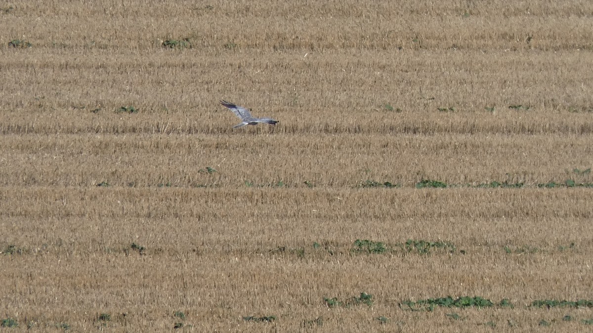 Montagu's Harrier - ML641864006