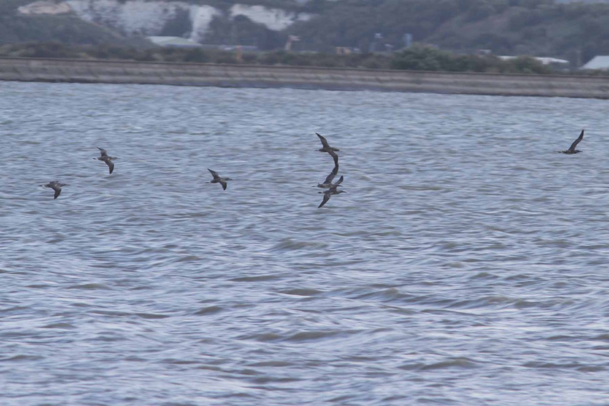 Northern Gannet - ML641864038