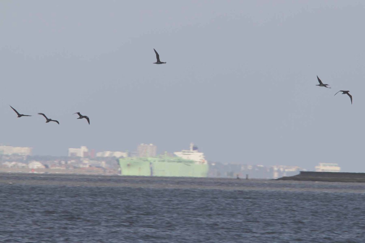 Northern Gannet - ML641864039