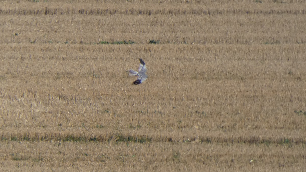 Montagu's Harrier - ML641864043