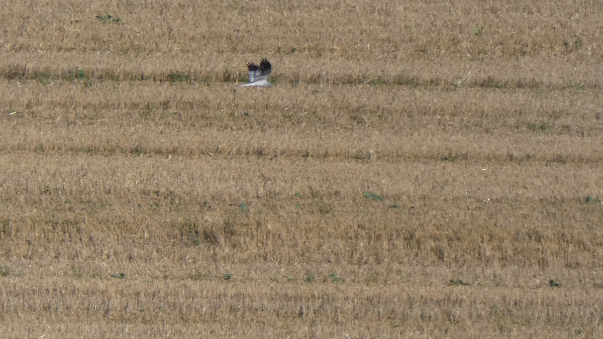 Montagu's Harrier - ML641864061