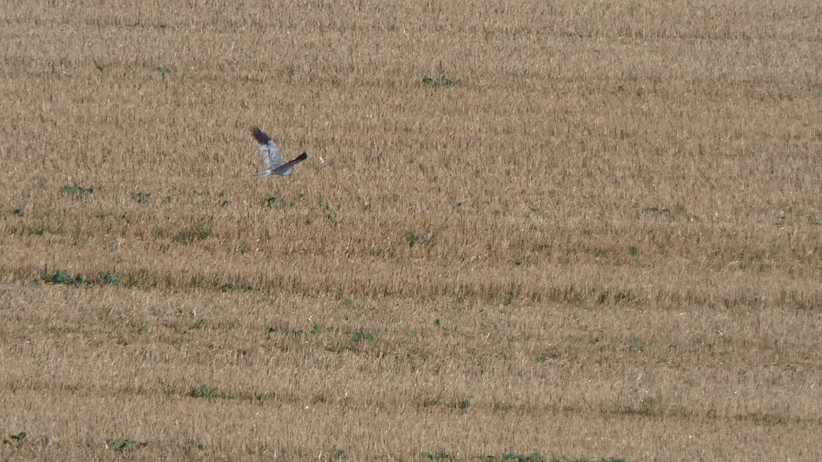 Montagu's Harrier - ML641864105