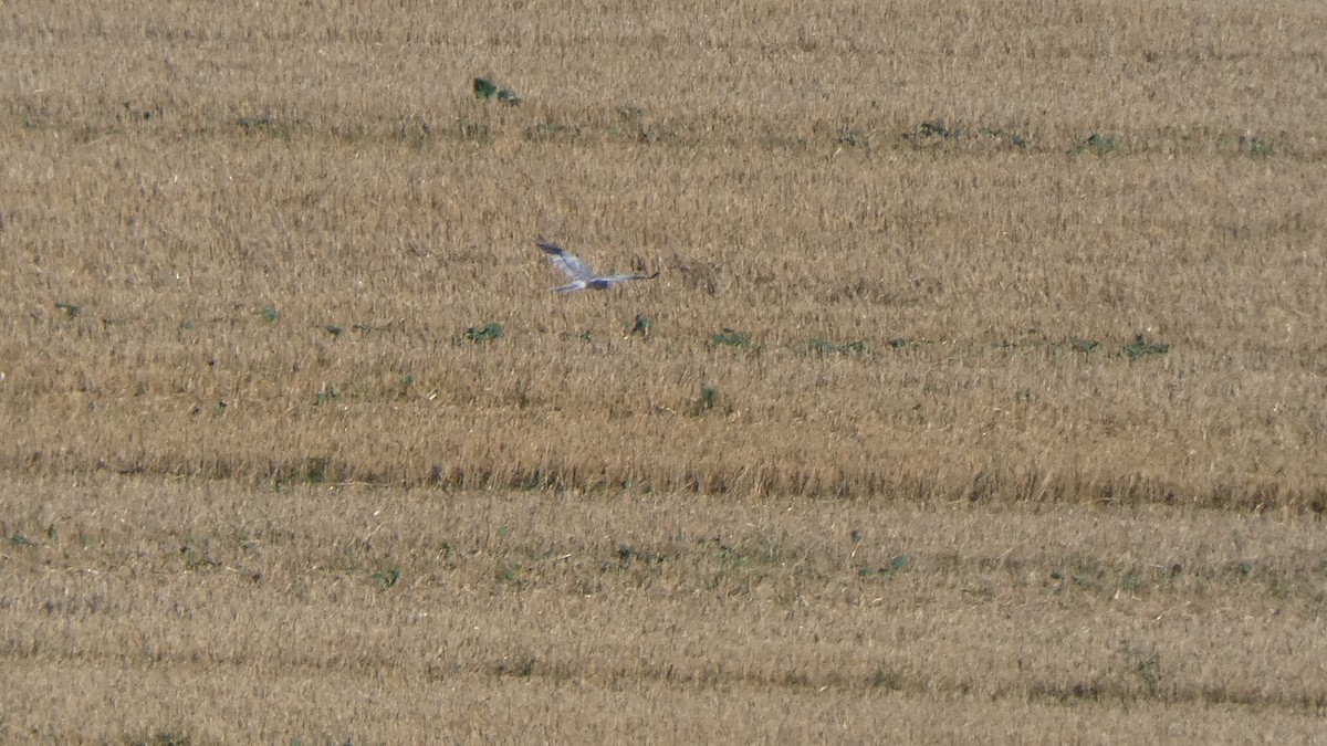 Montagu's Harrier - ML641864118