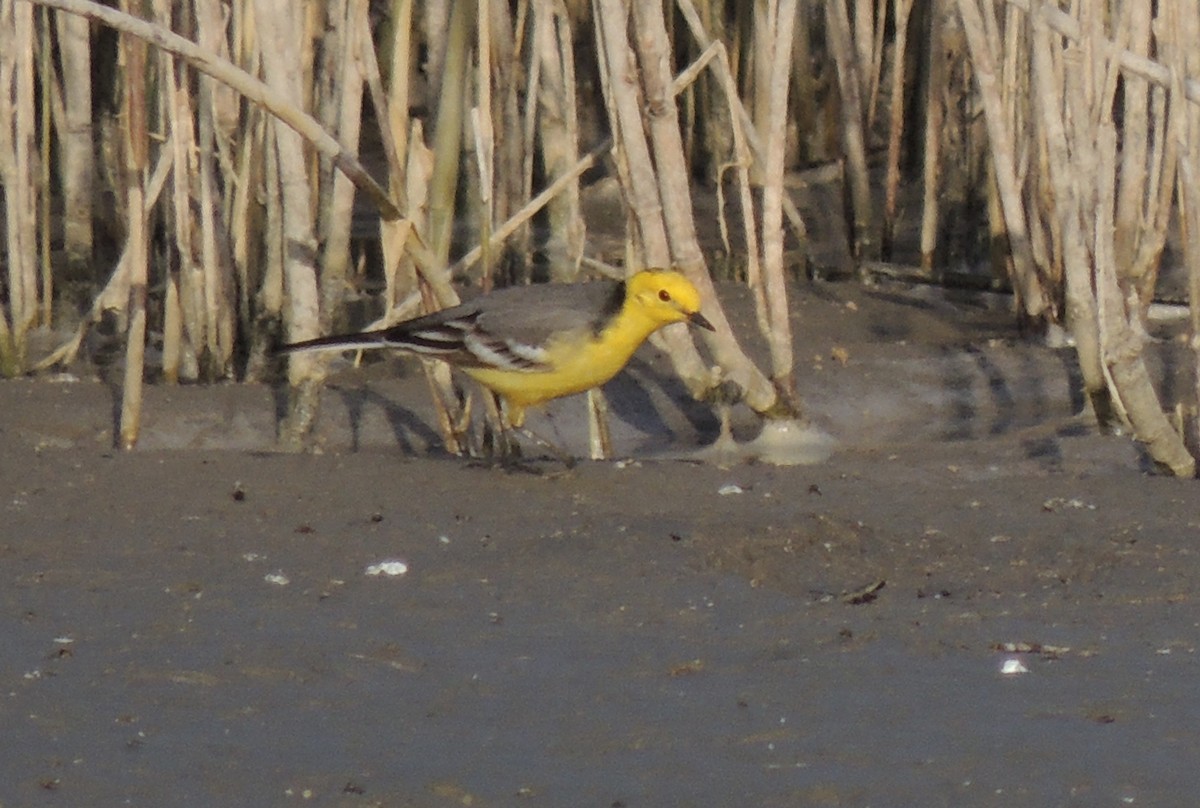 Citrine Wagtail - ML641864138