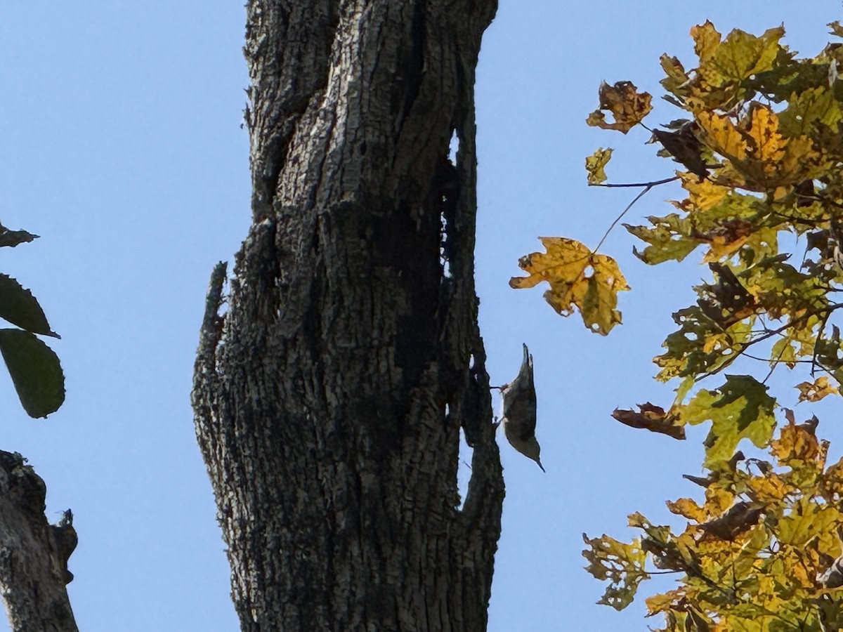 White-breasted Nuthatch - ML641864146