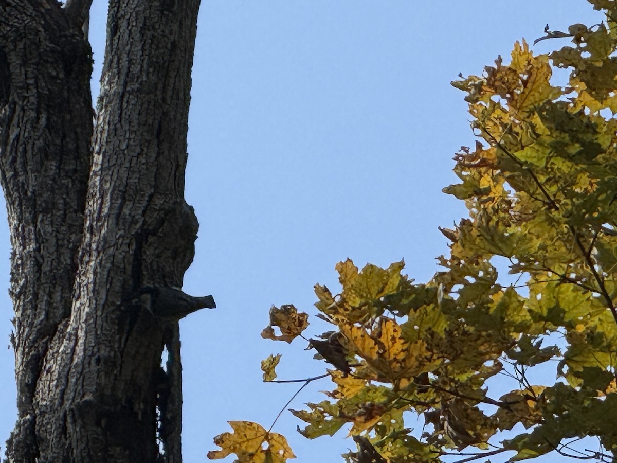 White-breasted Nuthatch - ML641864147
