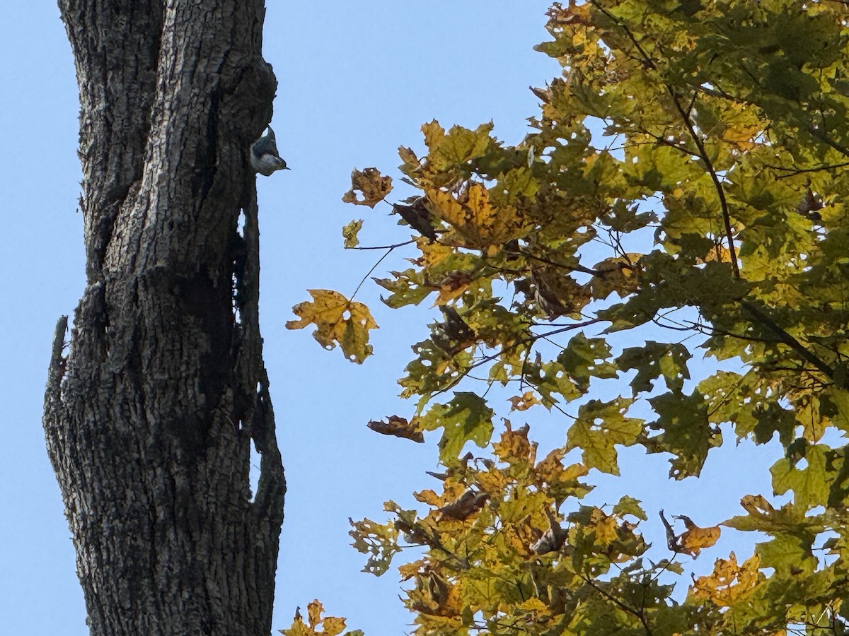 White-breasted Nuthatch - ML641864148