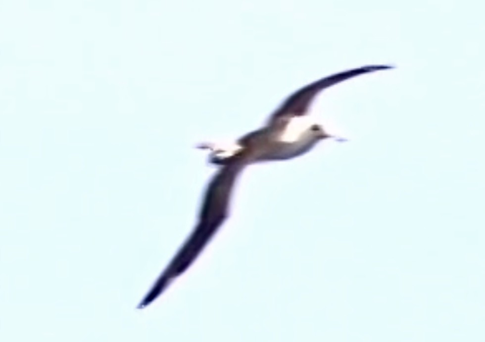 albatros laysanský - ML641864149