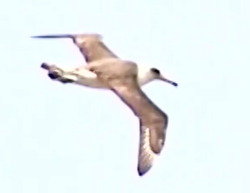 albatros laysanský - ML641864150