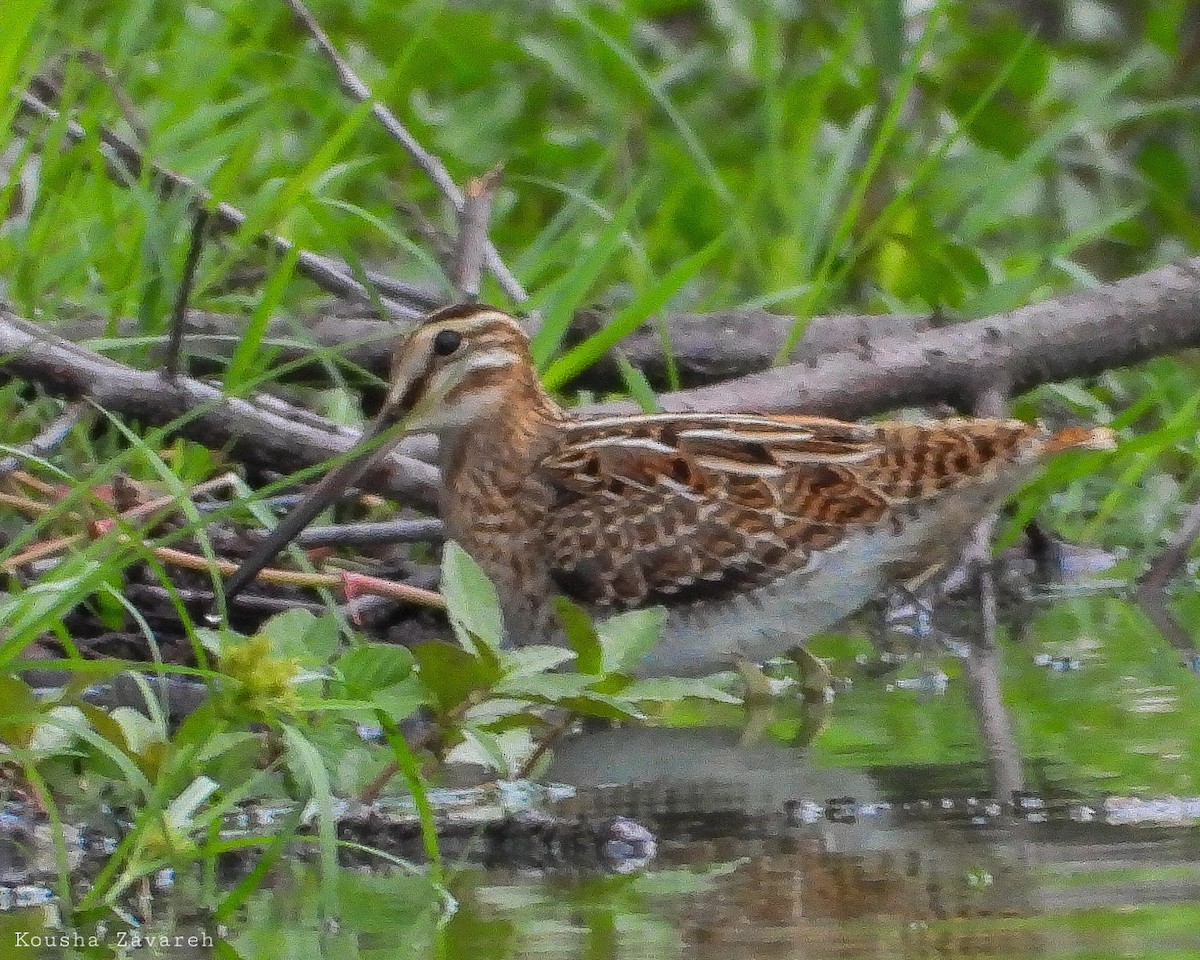 Common Snipe - ML641864190