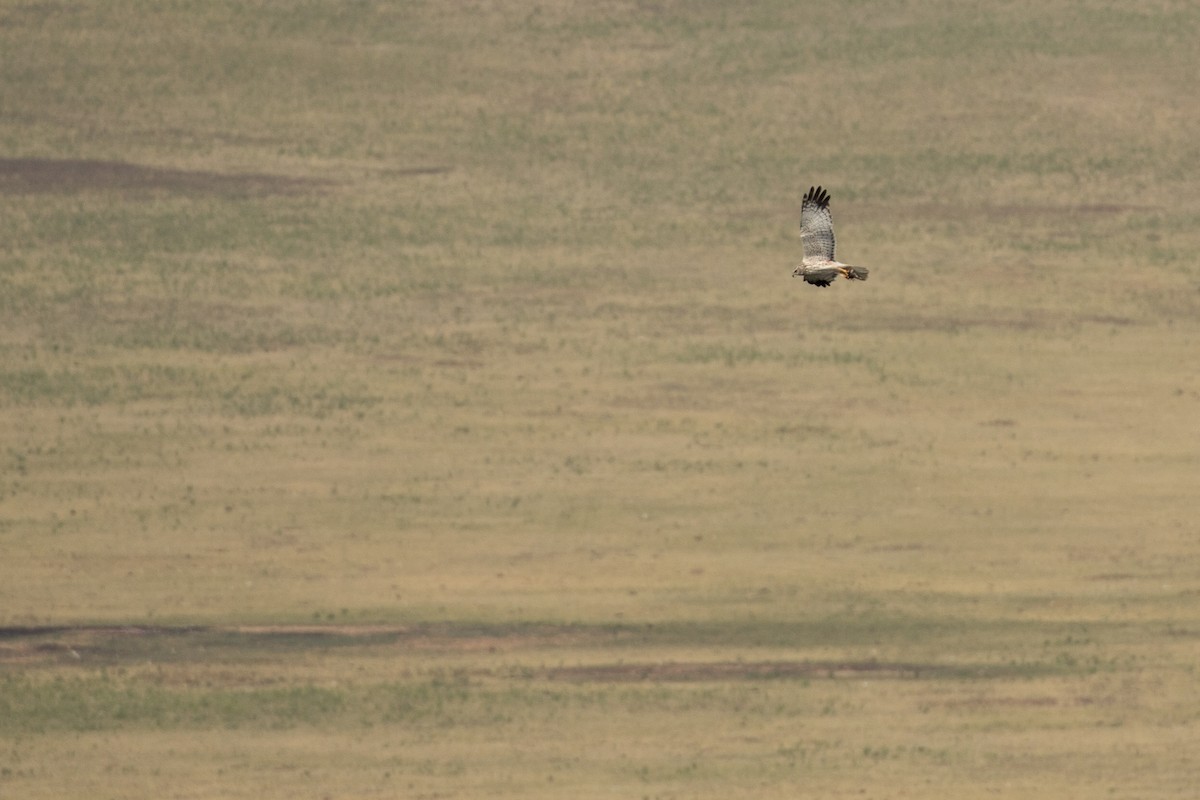 Eastern Marsh Harrier - ML641864211