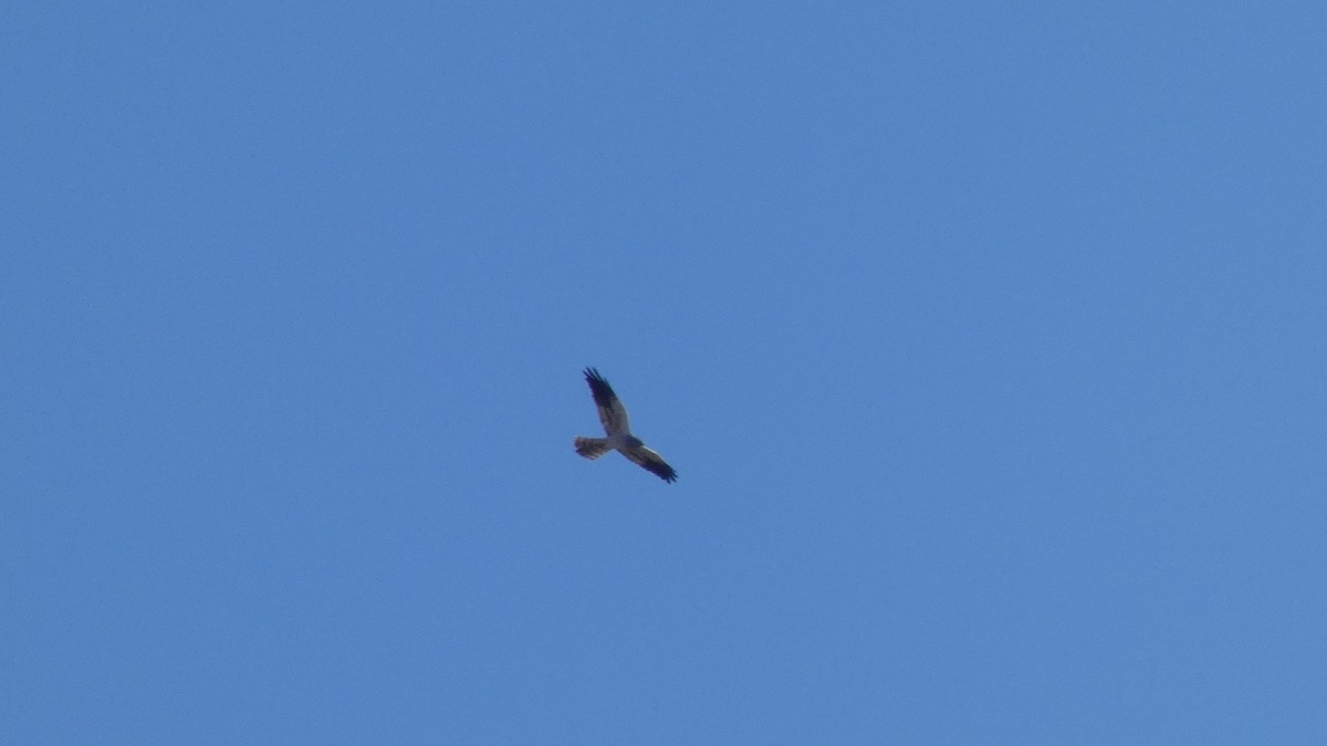 Montagu's Harrier - ML641864212