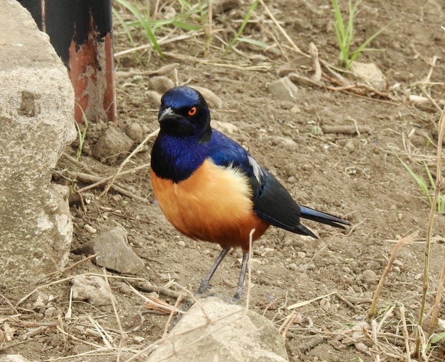 Hildebrandt's Starling - ML641864225