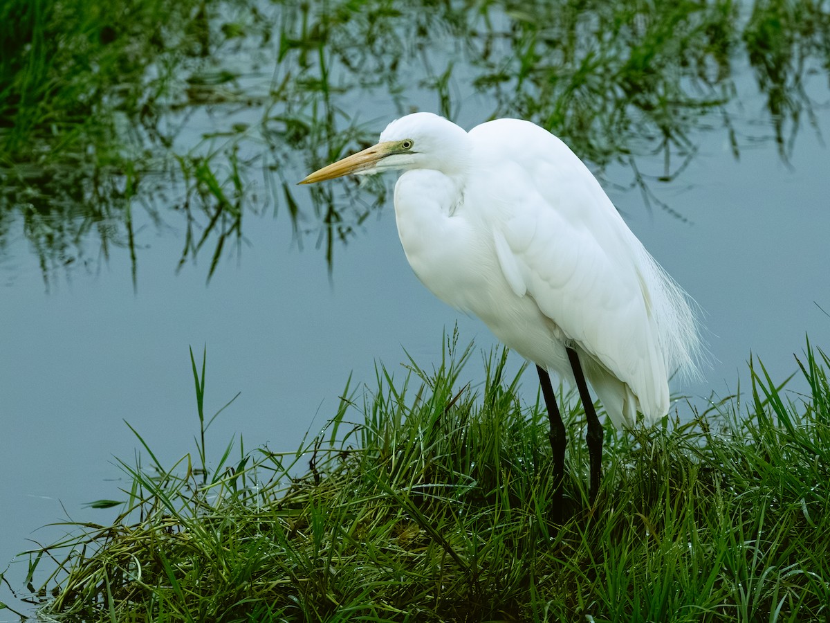 Yellow-billed Egret - ML641864231