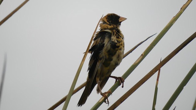 Bobolink - ML641864232