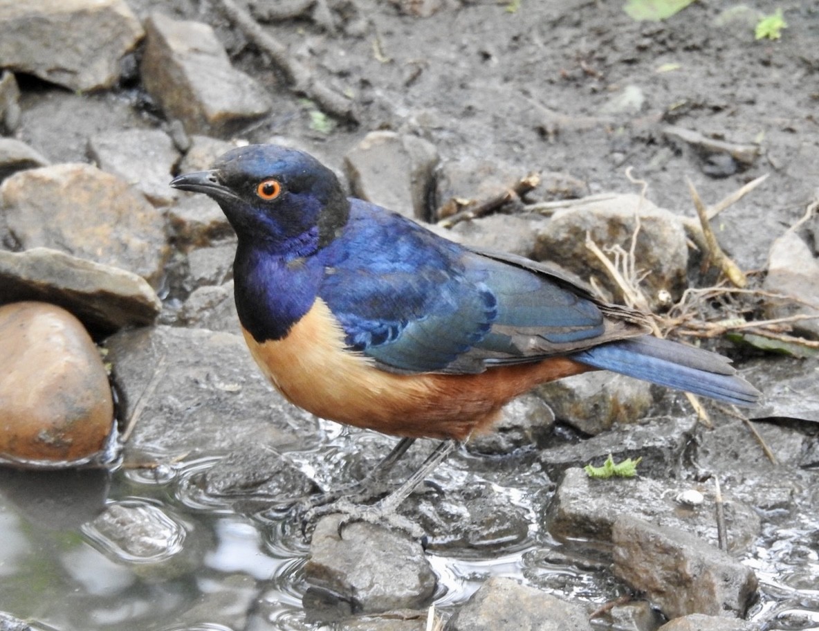 Hildebrandt's Starling - ML641864259