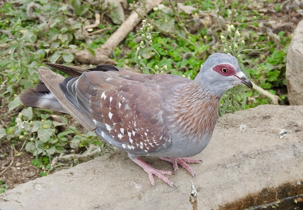 Speckled Pigeon - ML641864261