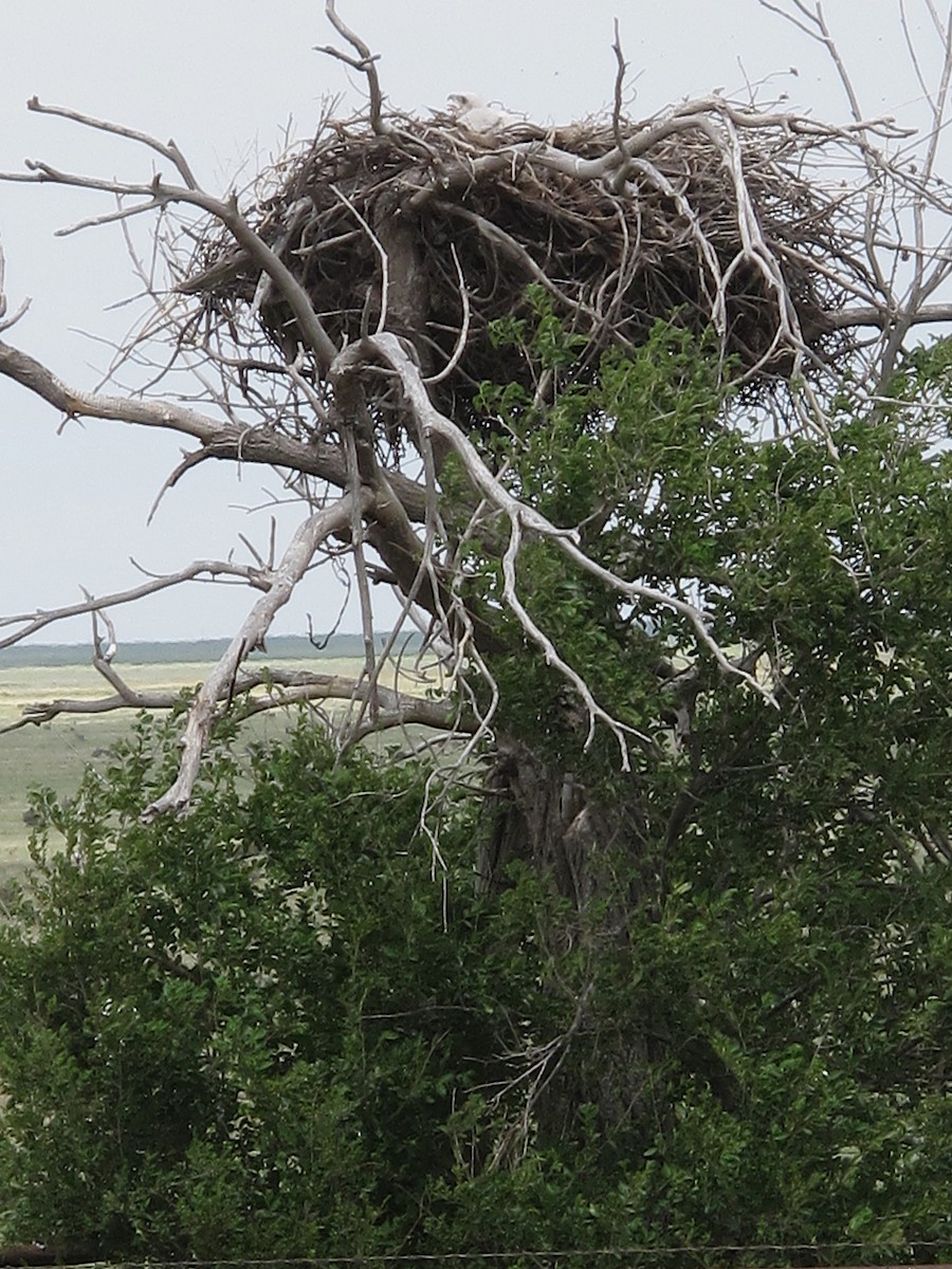 káně královská - ML641864302