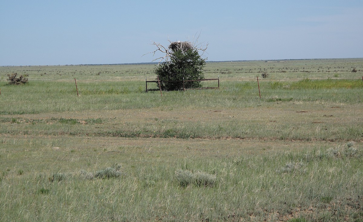 káně královská - ML641864305