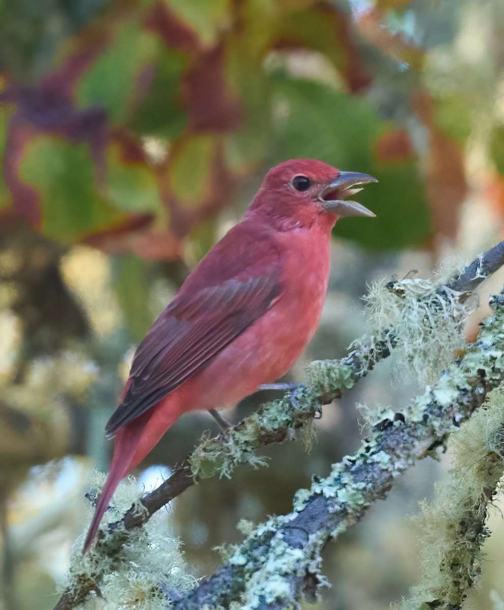 Summer Tanager - ML641864339