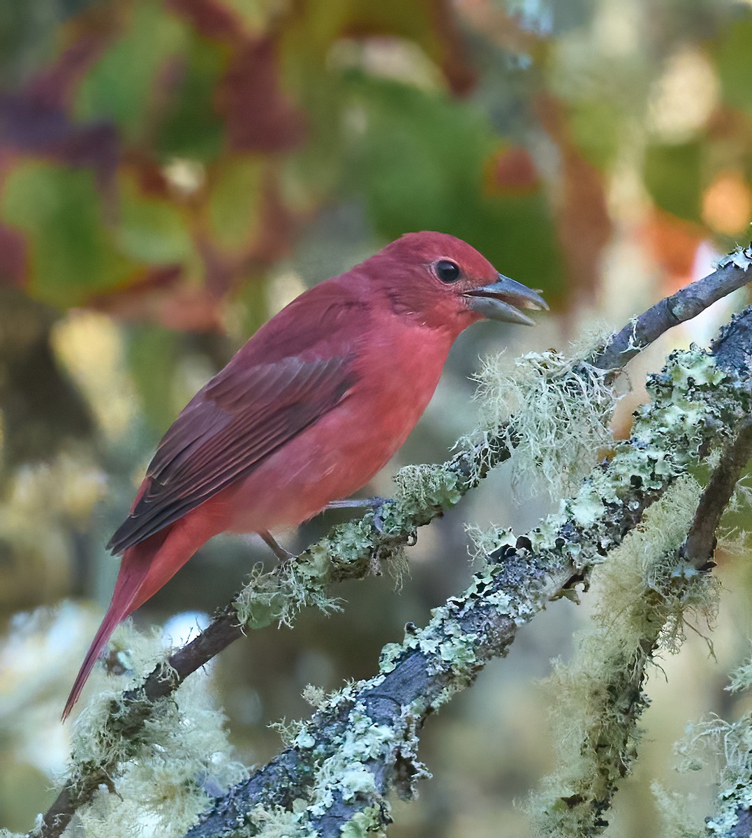 Summer Tanager - ML641864340