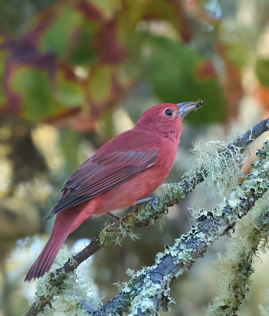 Summer Tanager - ML641864343