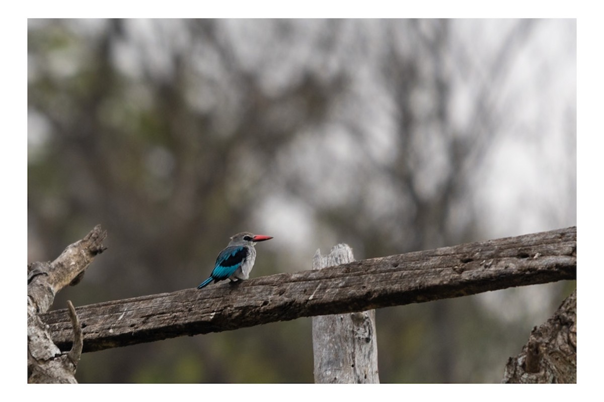 Woodland Kingfisher - ML641864349