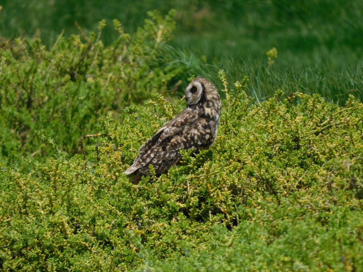 Short-eared Owl - ML641864384