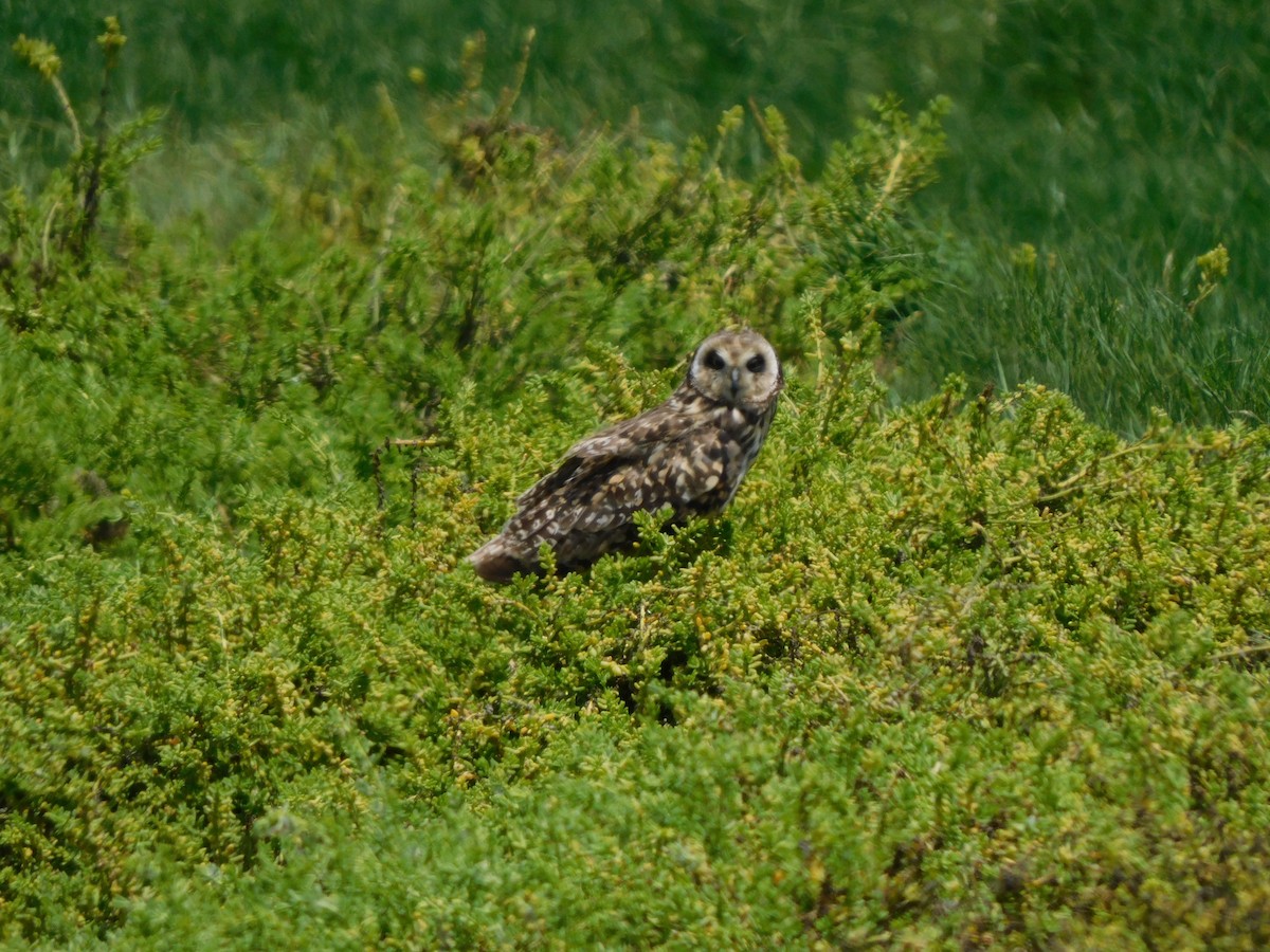 Short-eared Owl - ML641864385