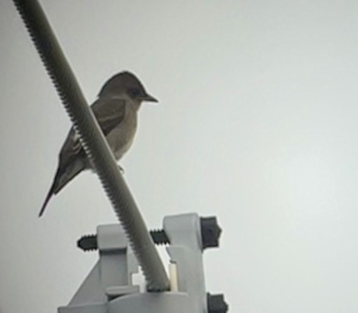 Boreal Sinekkapan - ML641864396