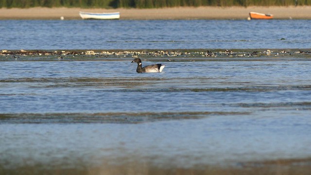 Branta musubeltza (hrota) - ML641864416