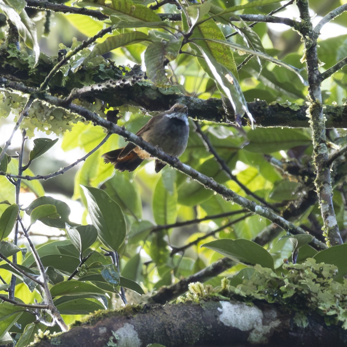 Sulawesi Fantail - ML641864417