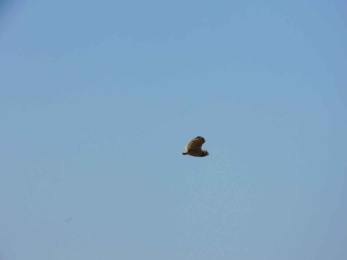 Short-eared Owl - ML641864438