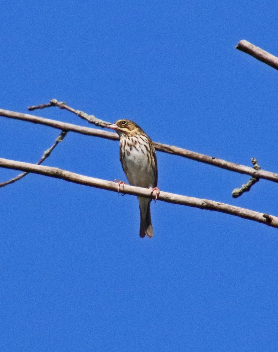 Savannah Sparrow - ML641864473