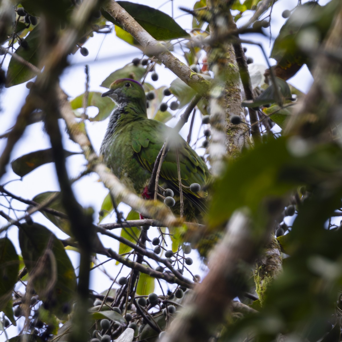 Superb Fruit-Dove - ML641864507