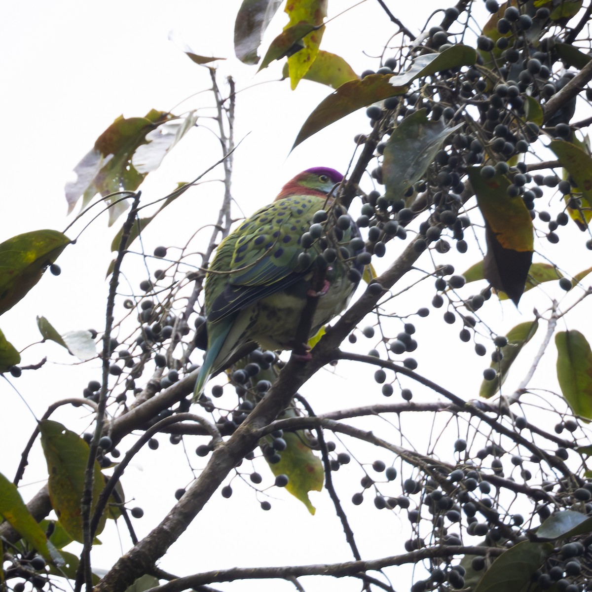 Superb Fruit-Dove - ML641864508