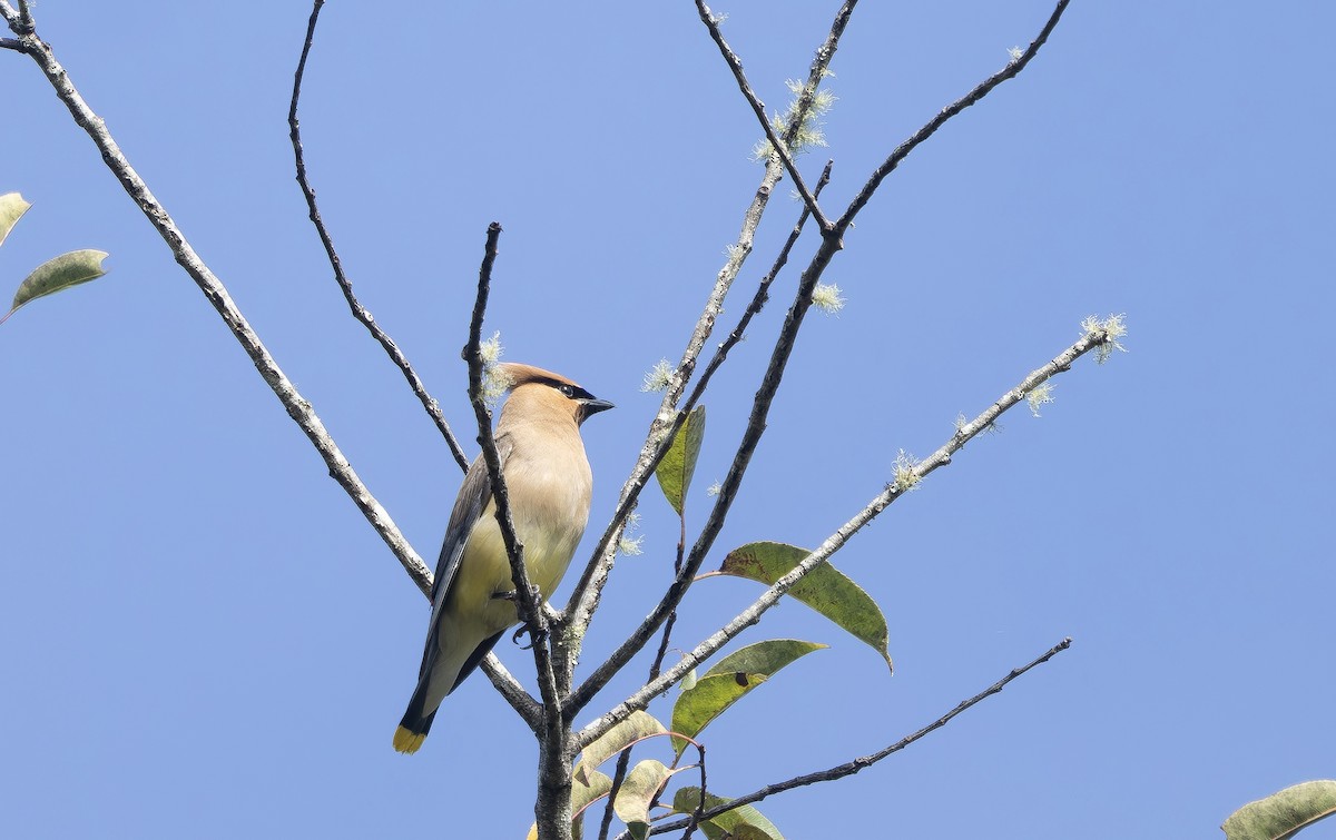 Cedar Waxwing - ML641864533