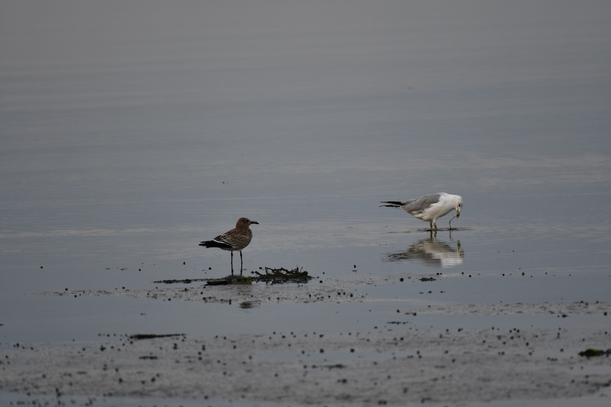 Laughing Gull - ML641864536