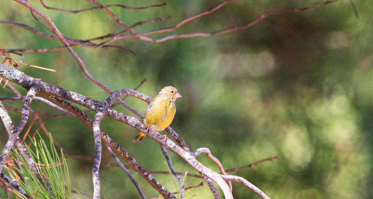 European Greenfinch - ML641864561