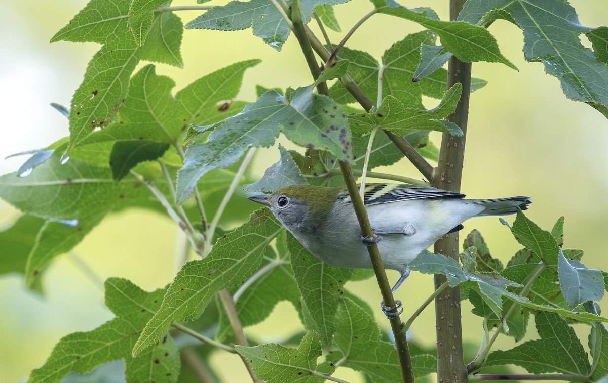 Chestnut-sided Warbler - ML641864562