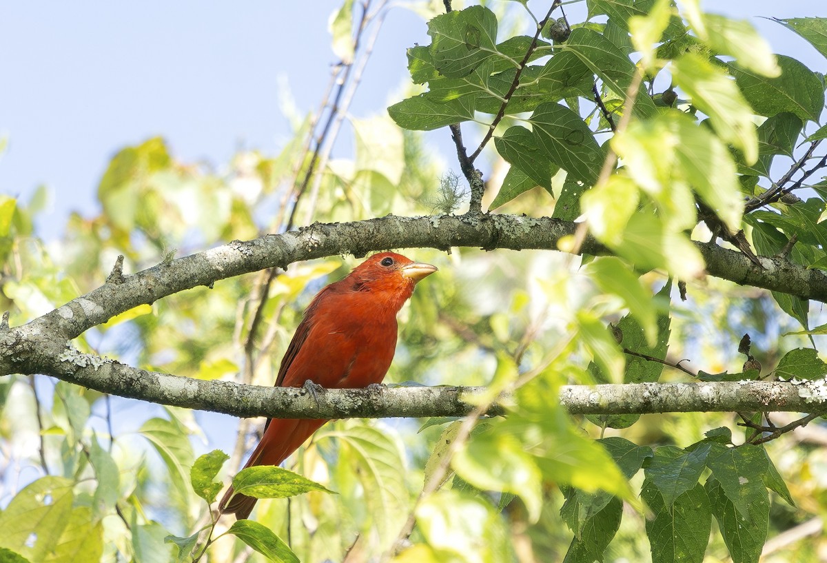 Summer Tanager - ML641864570