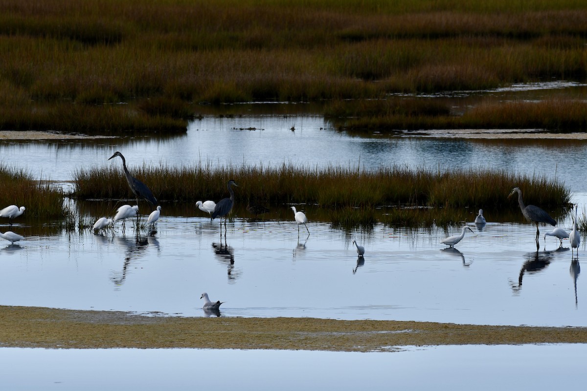 Snowy Egret - ML641864602
