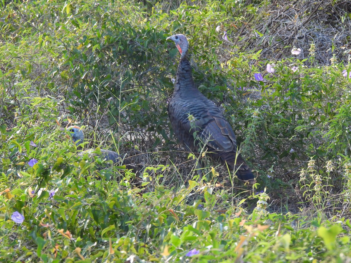 Guajolote Gallipavo - ML641864603
