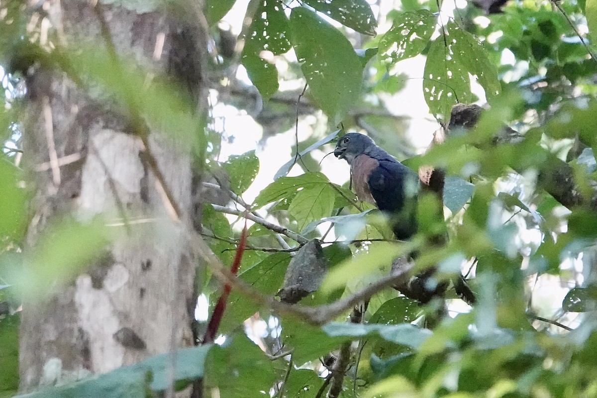 Double-toothed Kite - ML641864625