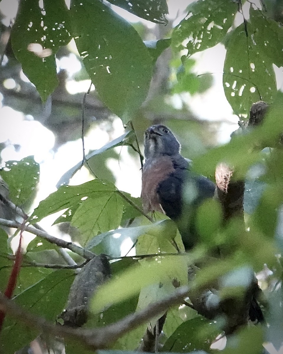Double-toothed Kite - ML641864637
