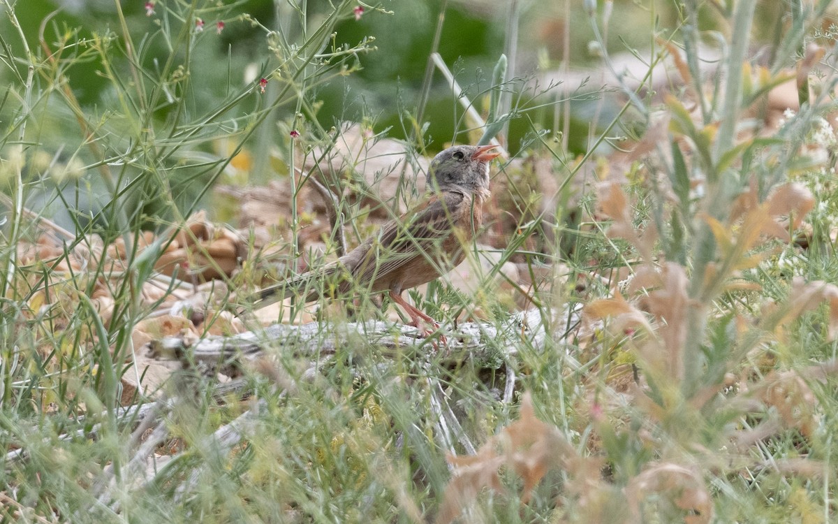 Gray-necked Bunting - ML641864653