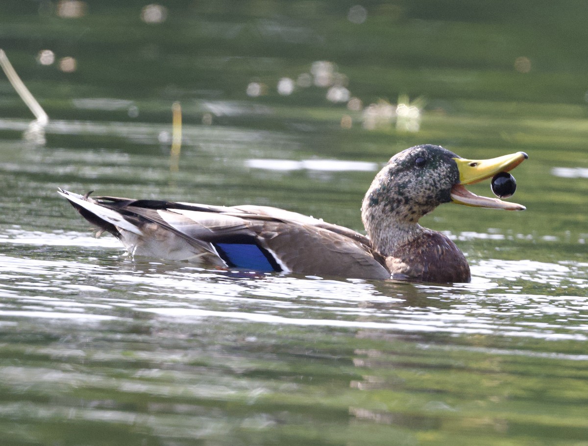 Canard colvert - ML641864684