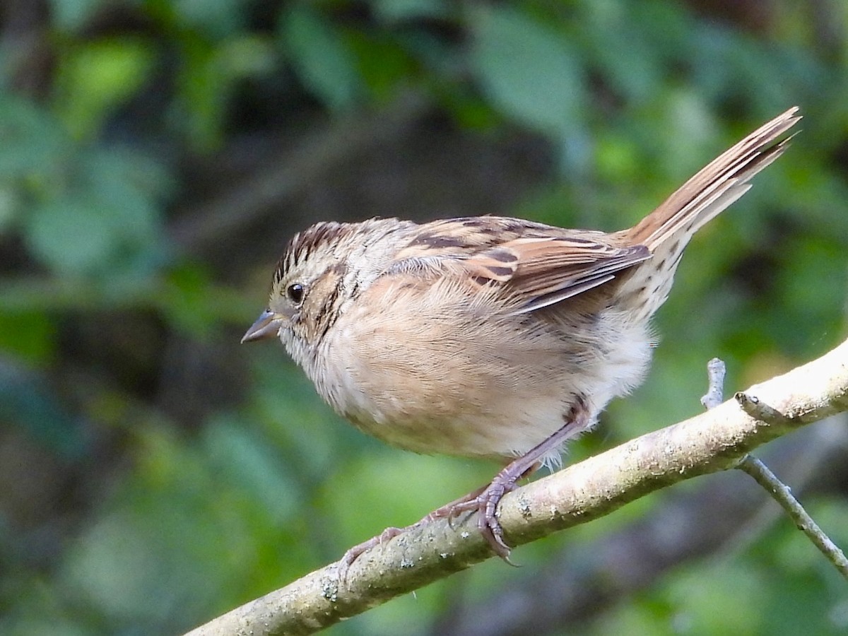 Swamp Sparrow - ML641864720