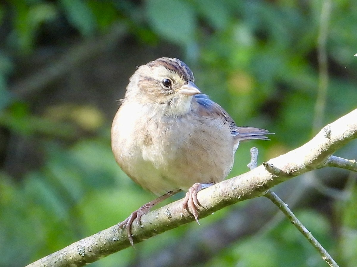 Swamp Sparrow - ML641864721